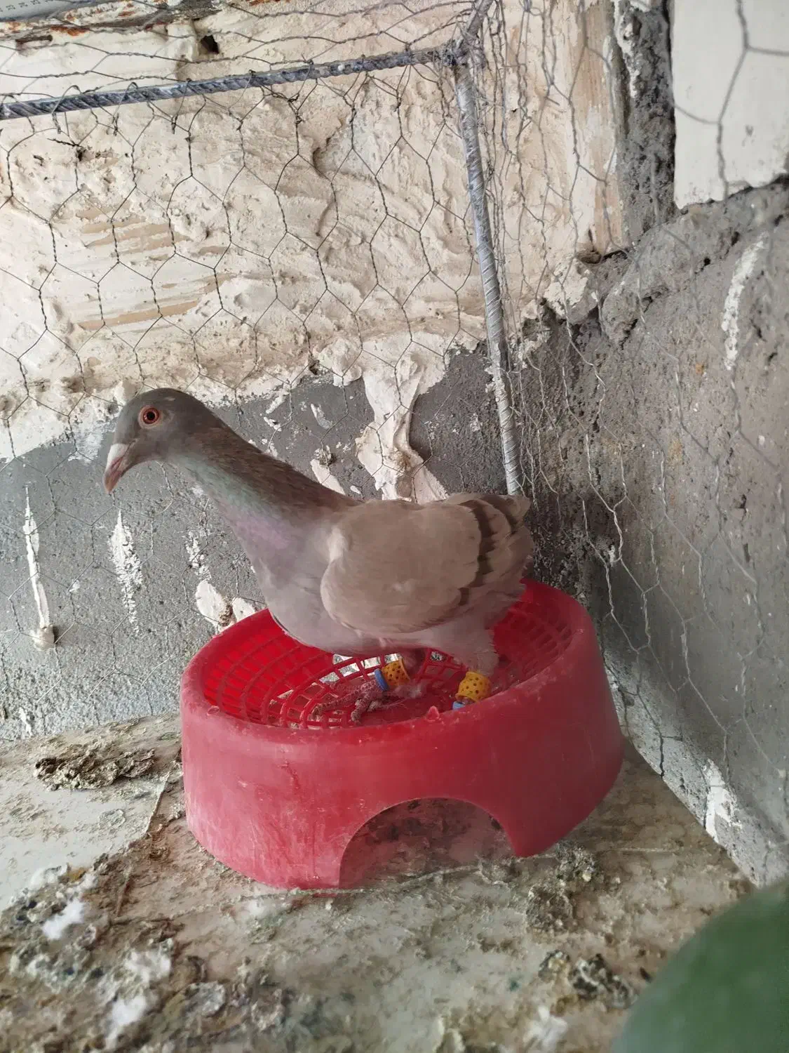 کاغذی خطی ماده عتیقه وبدرنگ ماده هردو گرفتنی|پرنده|قزوین, |دیوار