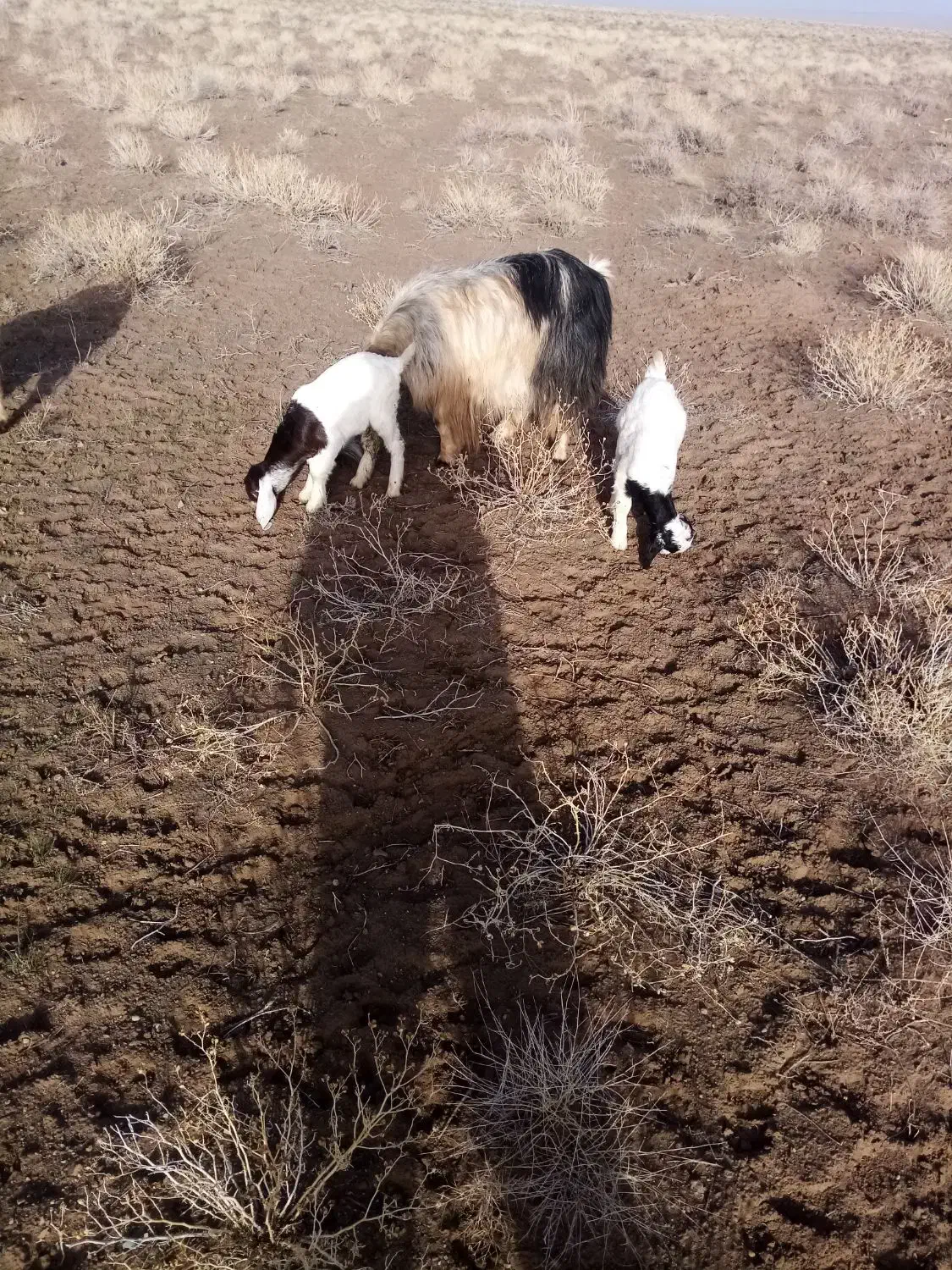 شاه بز|حیوانات مزرعه|نیشابور, دربقاضی|دیوار