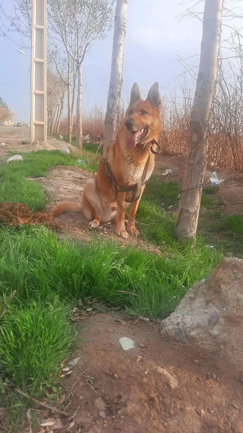 سگ ژرمن|سگ|شهریار, شهریار|دیوار