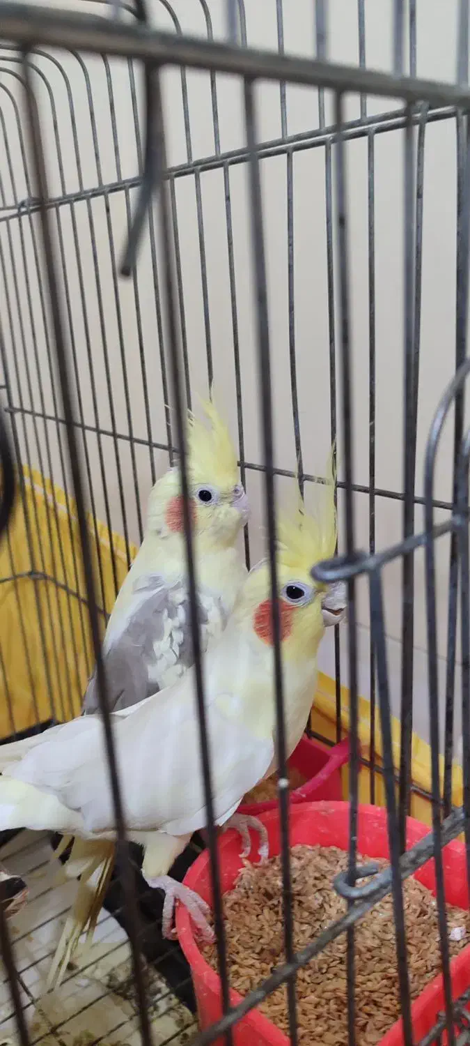 عروس هلندی مولد|پرنده|شاهرود, |دیوار