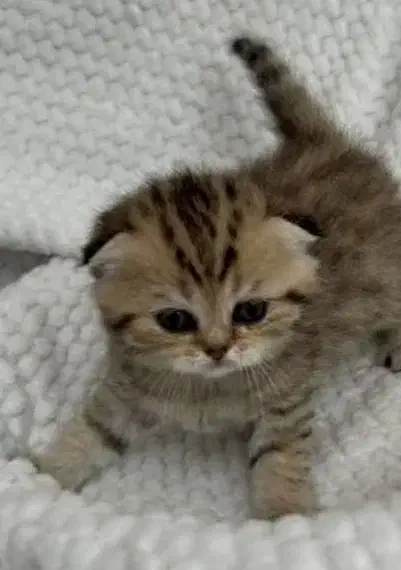 بریتیش اسکاتیش  گلد صورت شامپاینی|گربه|تهران, پاسداران|دیوار