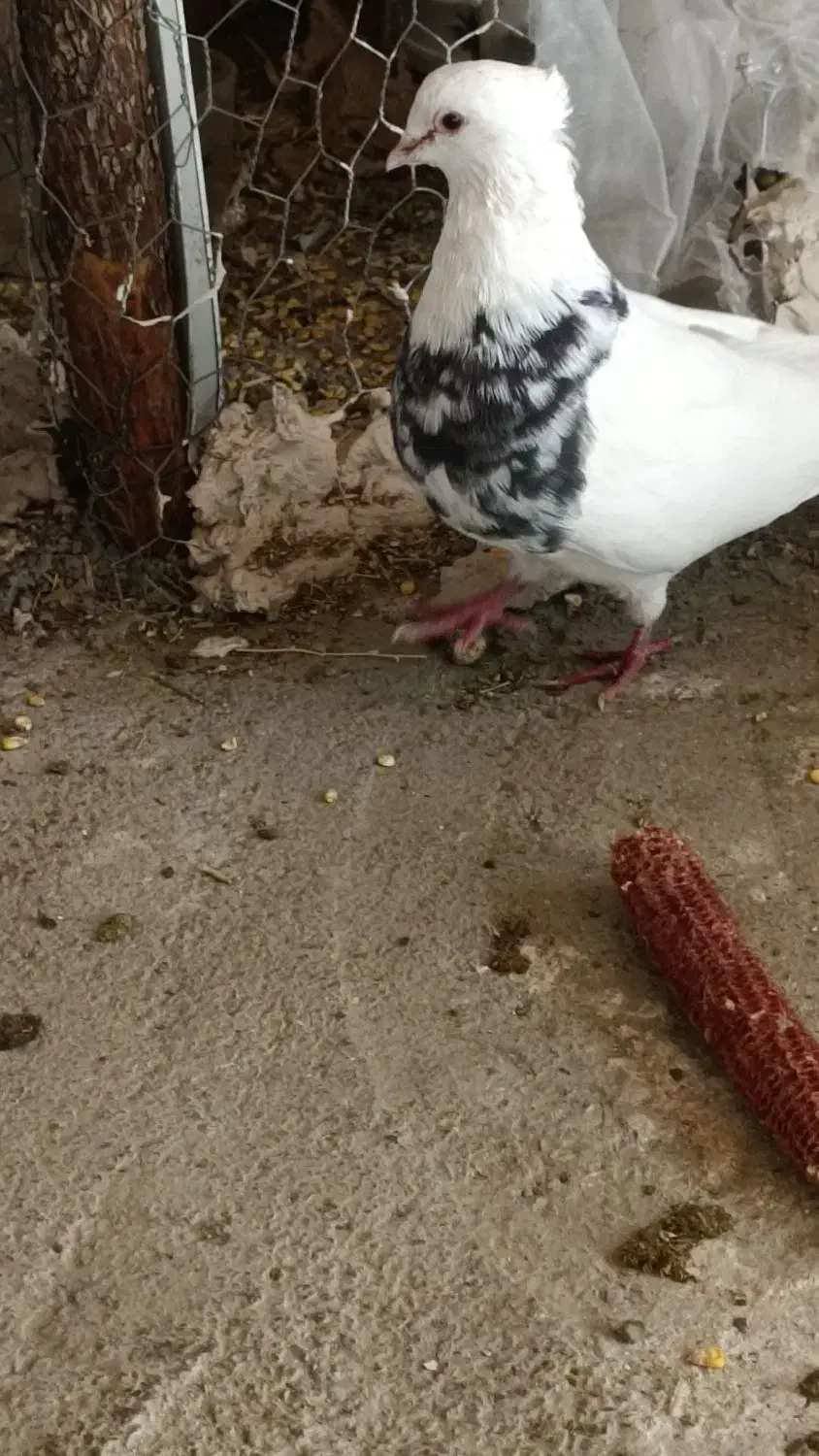 کبوتر طوقی|پرنده|مریوان, |دیوار