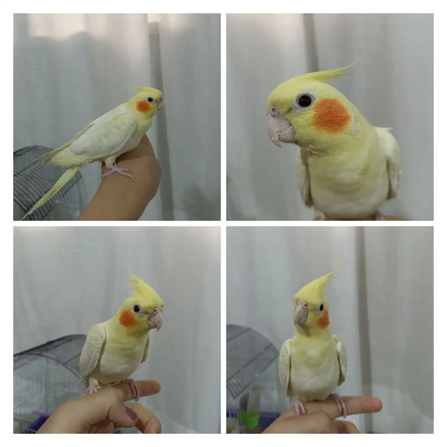 عروس هلندی لوتینو|پرنده|بومهن, |دیوار