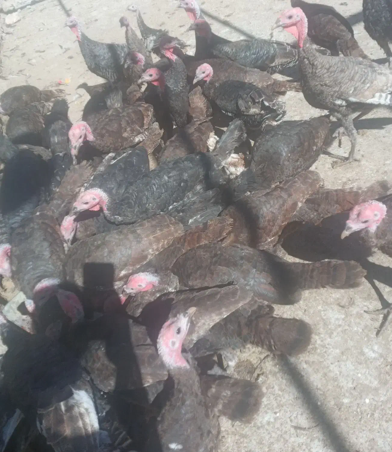 بوقلمون و تعدادی خروس|حیوانات مزرعه|زرنه, |دیوار