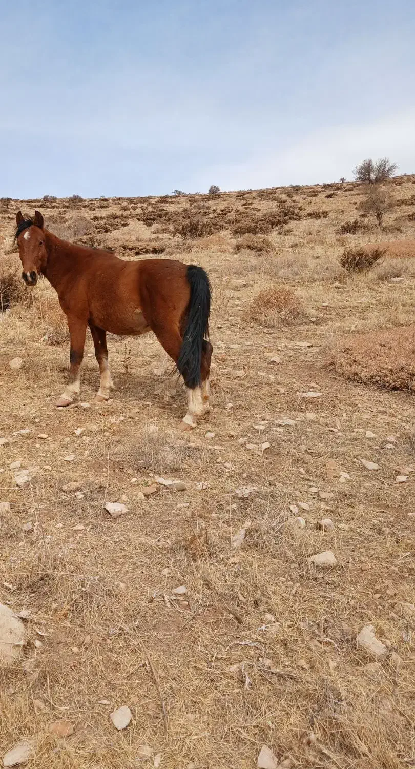 یک اسب به فروش میرسد|اسب و تجهیزات اسبسواری|فلارد, |دیوار