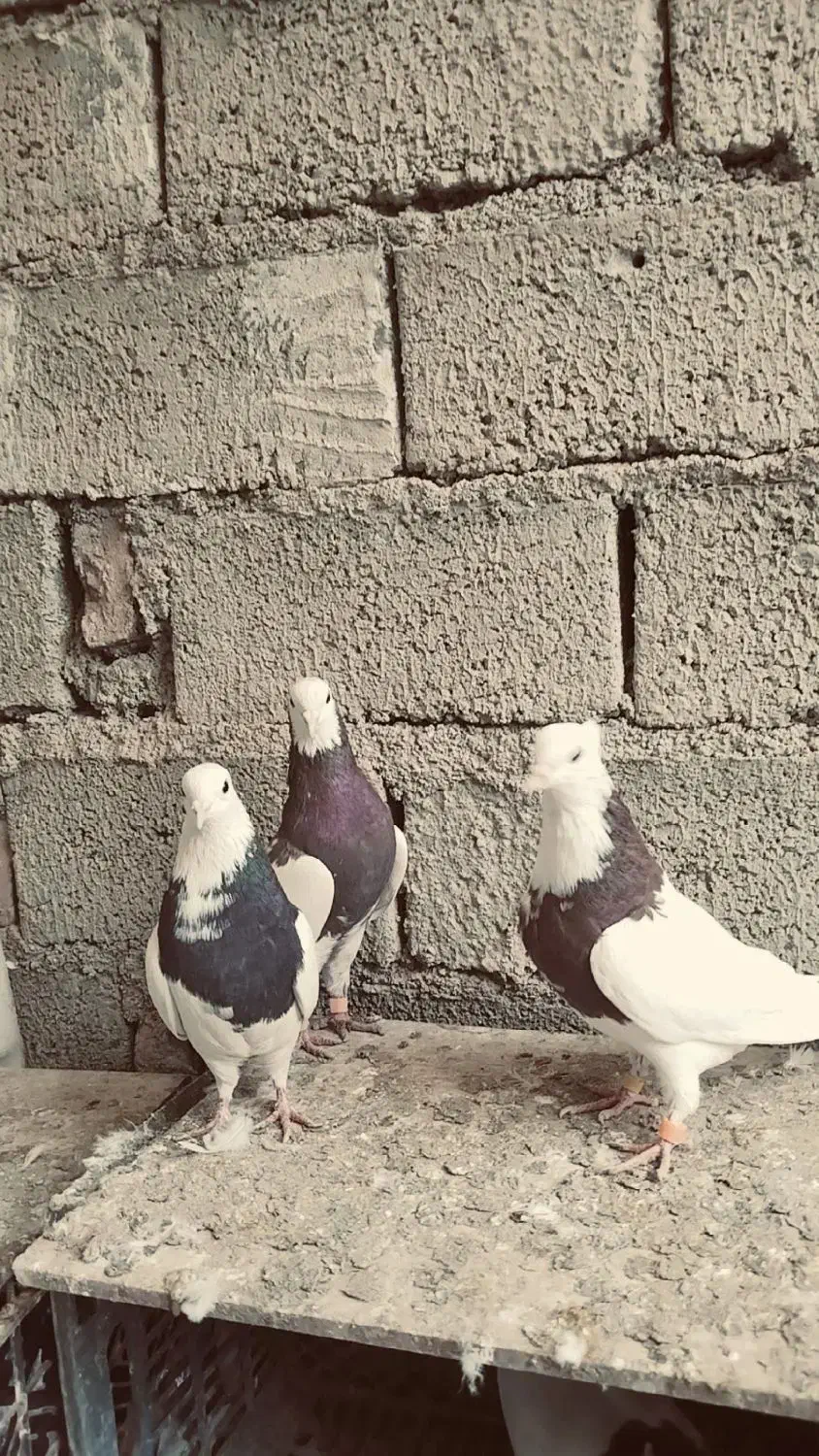 سه عدد طوقی‌|پرنده|نقده, |دیوار