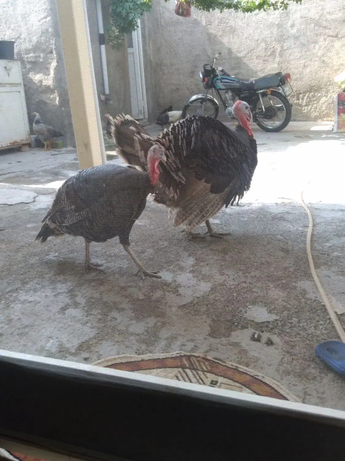 بوقلمون|حیوانات مزرعه|ورامین, ورامین|دیوار