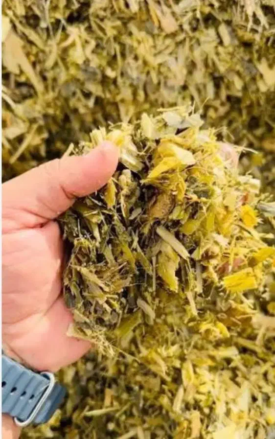 فروش ۳۰ تن ذرت علوفهای|حیوانات مزرعه|زرین دشت (همدان), |دیوار