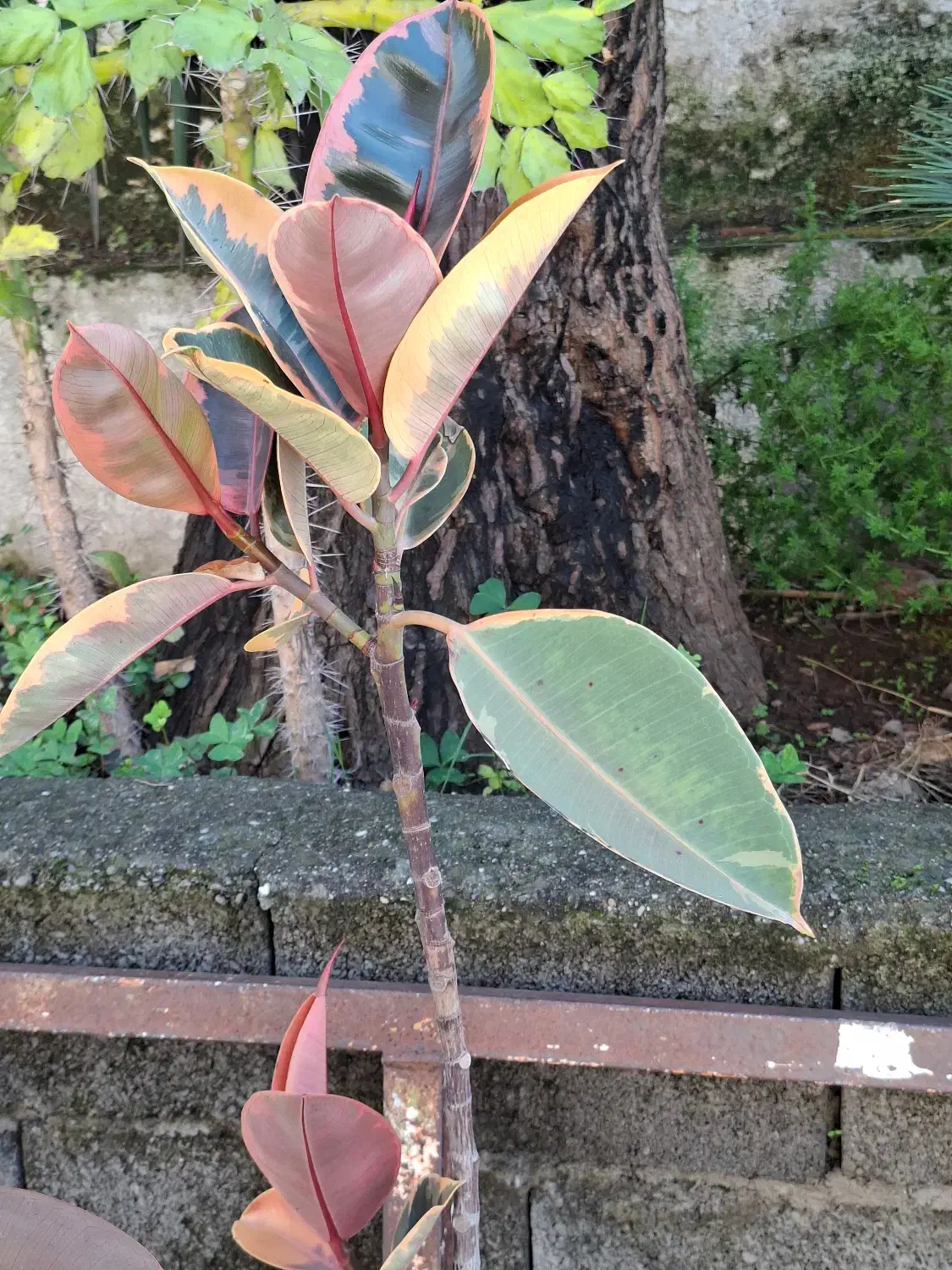 گل و گیاه|گل و گیاه طبیعی|نوشهر, |دیوار