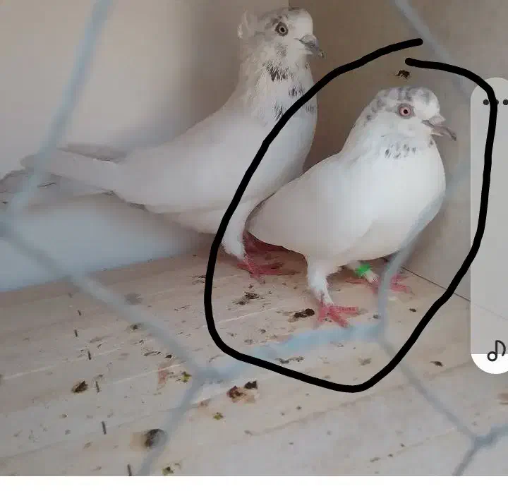 دوستان وعشق بازان من این کبوتر ماده رو فراری دادم|پرنده|اردبیل, |دیوار