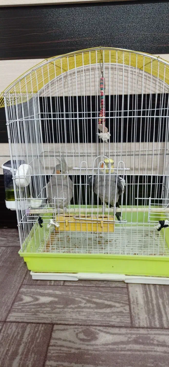 عروس هلندی سالم|پرنده|حویق, |دیوار