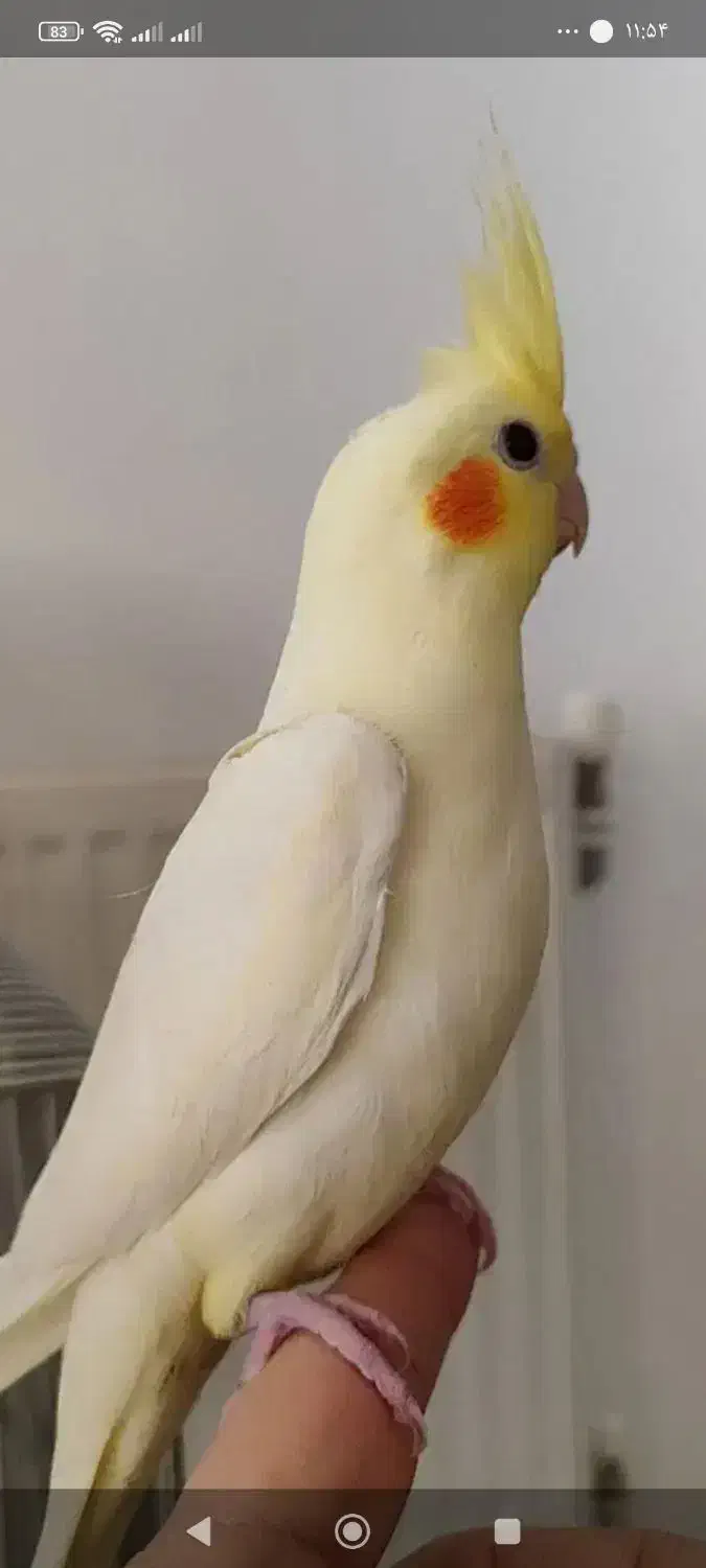 عروس هلندی|پرنده|صدرا-فارس, فاز ۱|دیوار