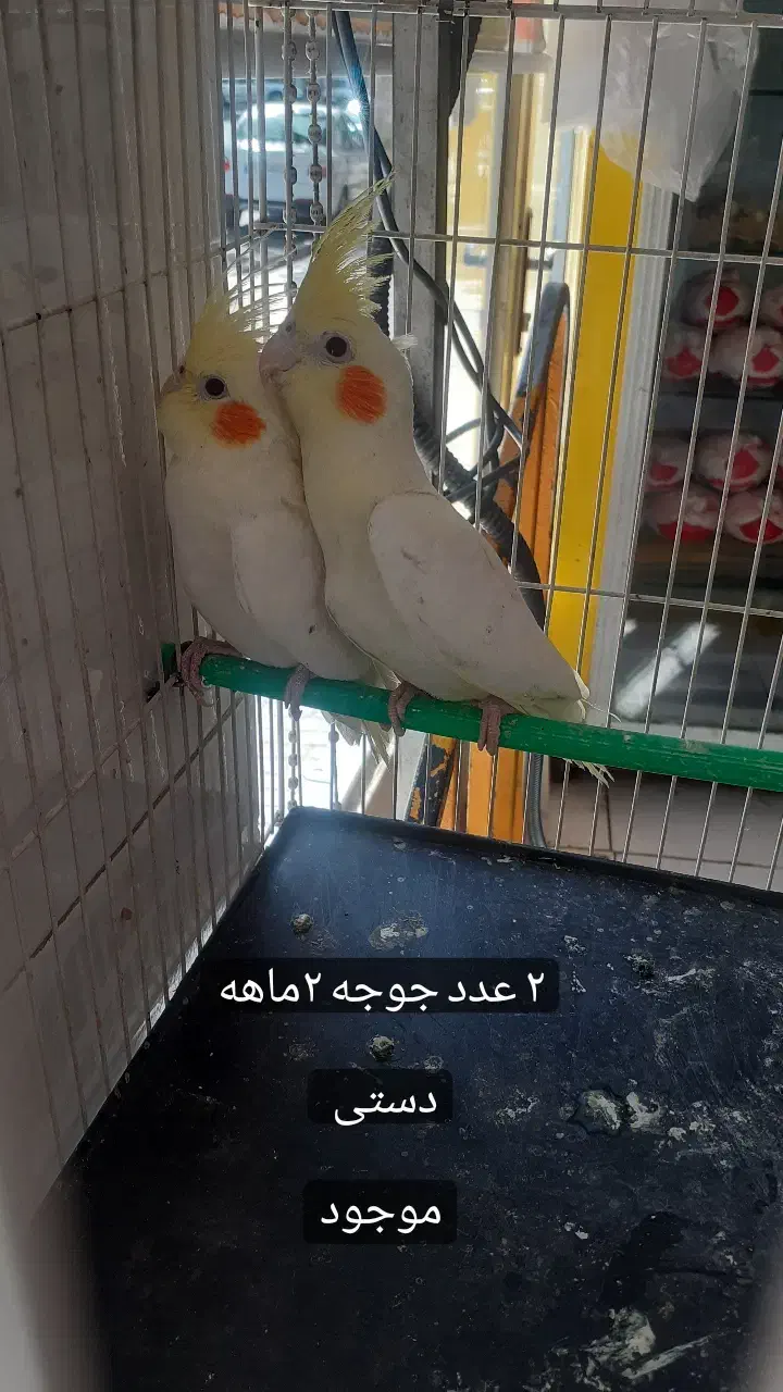 ۲عدد لوتینو ۵ ماهه دستی|پرنده|تربت‌حیدریه, آغوی|دیوار