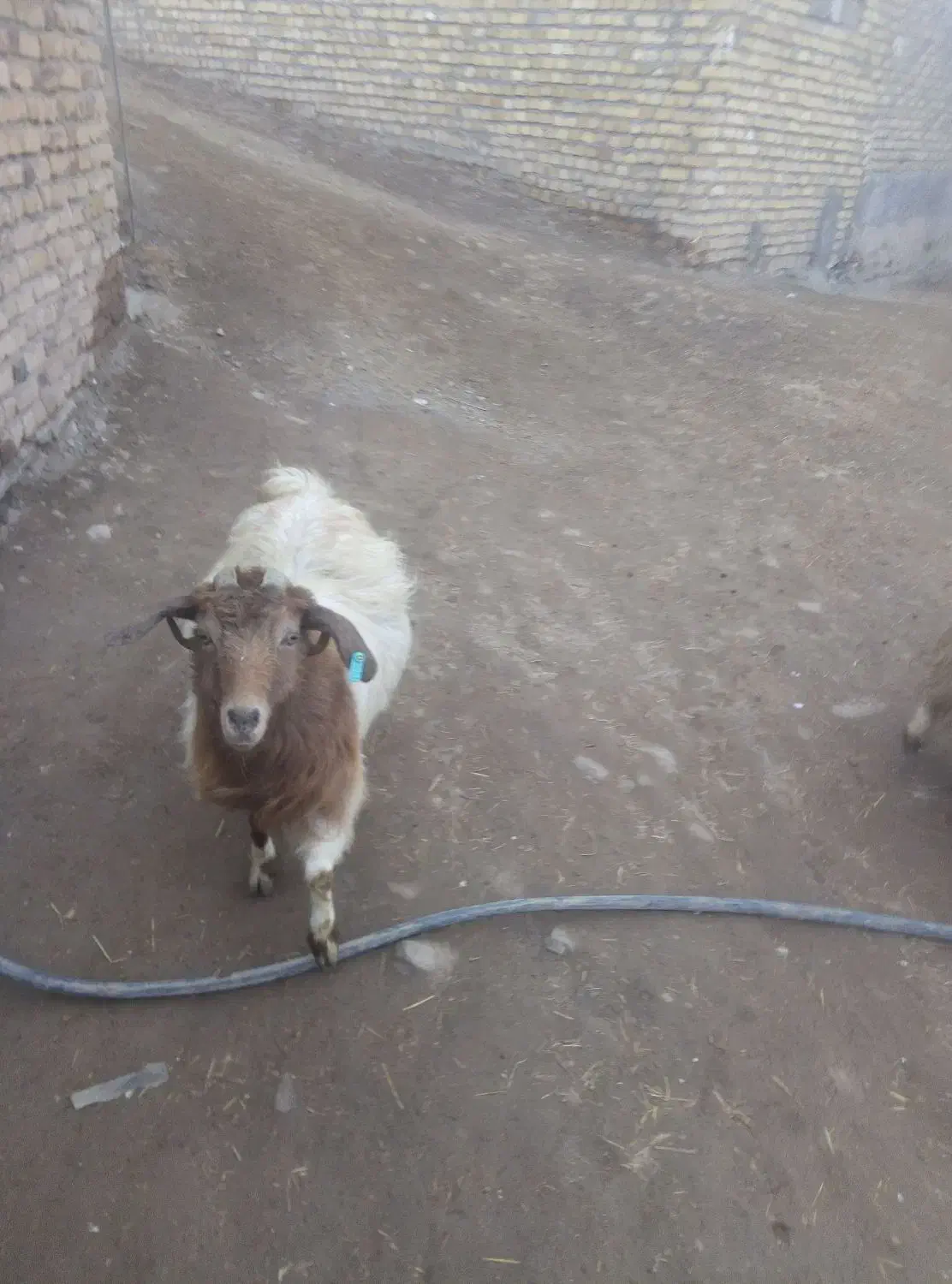 سه تا بزخوب|حیوانات مزرعه|قره پشتلو, |دیوار