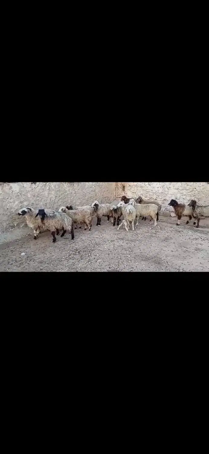 ۱۵ راس برندیل|حیوانات مزرعه|سوق, |دیوار