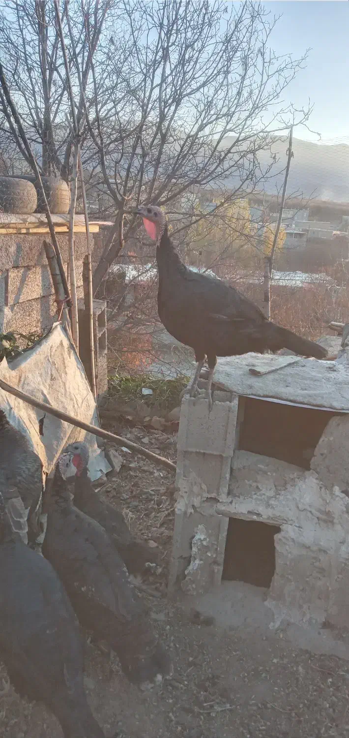 دوعددبوقلمون|حیوانات مزرعه|مشگین شهر, |دیوار