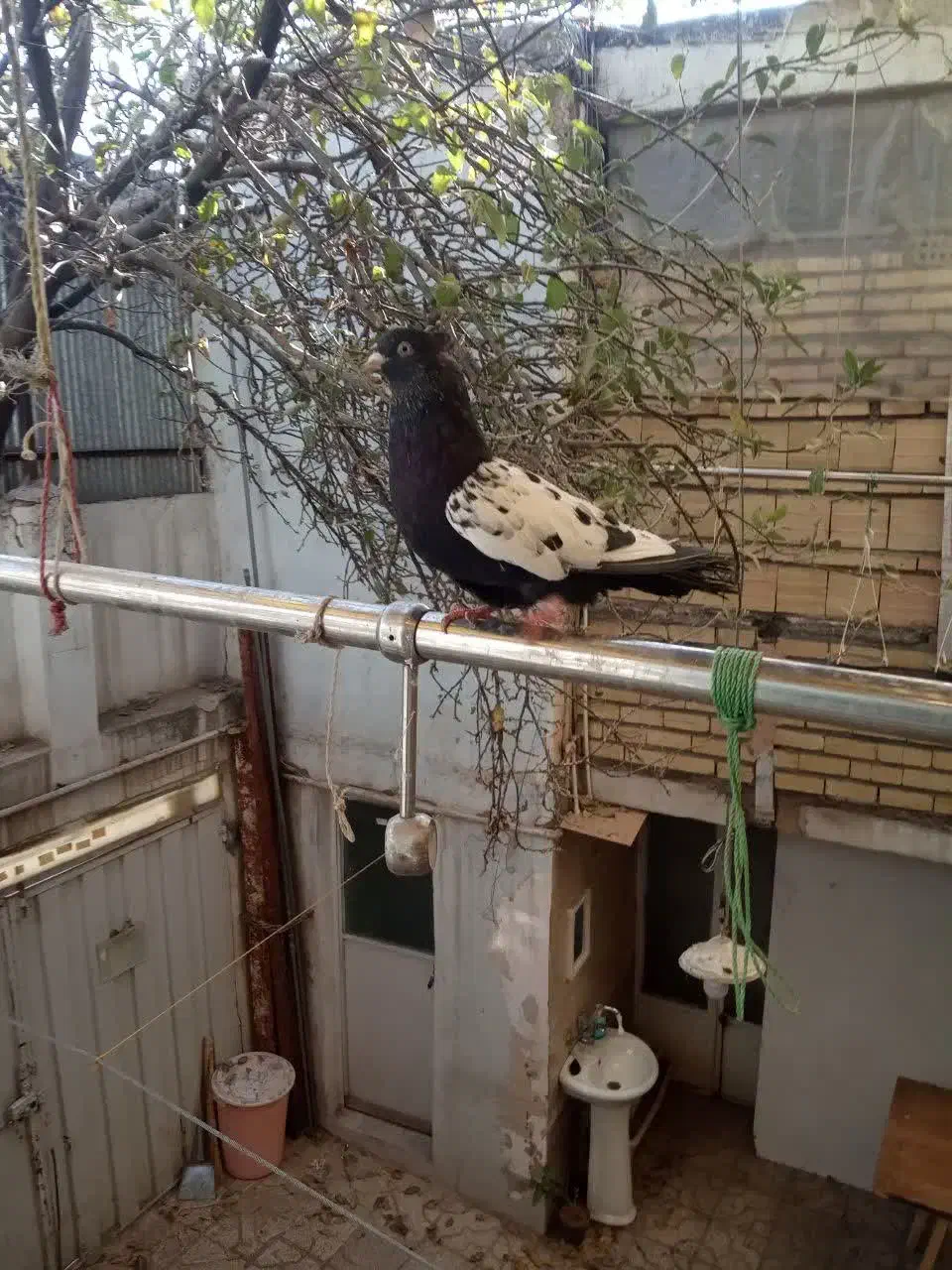 سینه سیاه|پرنده|مشهد, سجادیه|دیوار