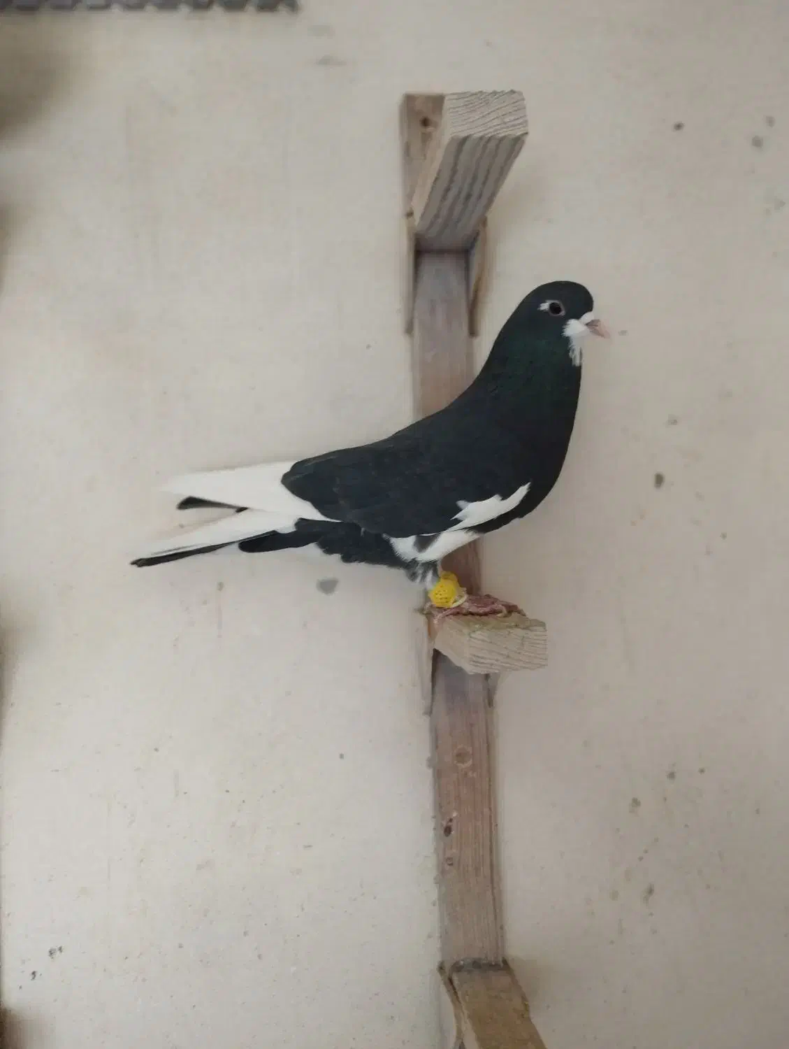 شهری خوب|پرنده|شیراز, شهرک بهار|دیوار