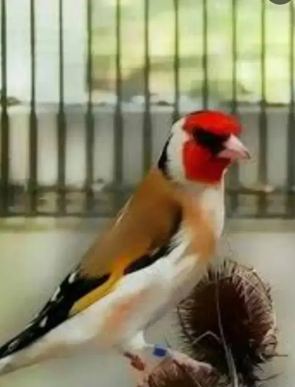 سهره ،سقا|پرنده|کرمان, |دیوار