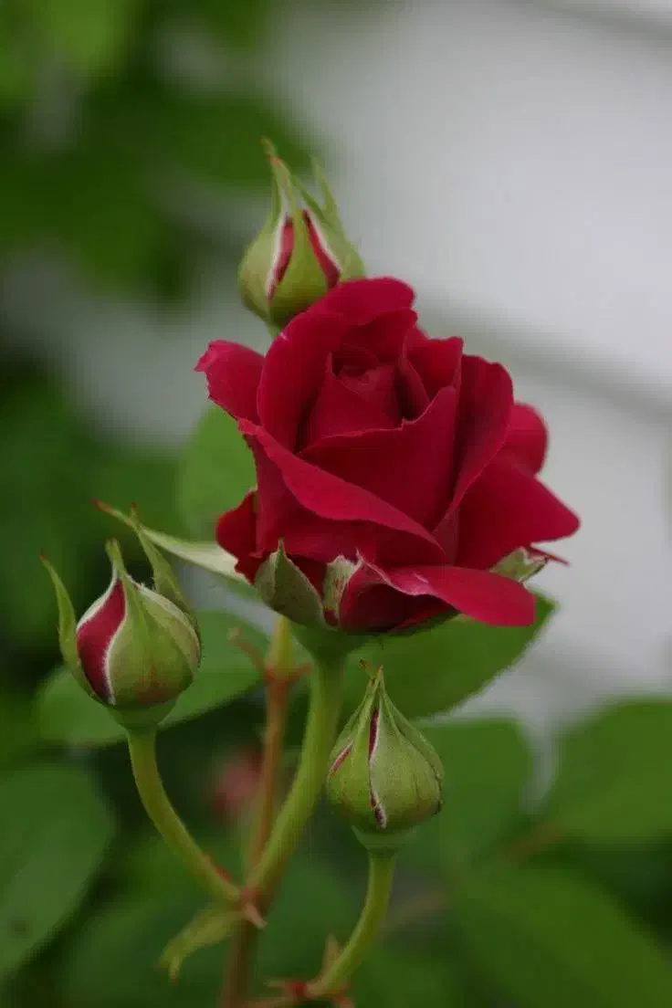 تدریس خصوصی زبان ( TOEFL & GRE)|خدمات آموزشی|کرمان, |دیوار