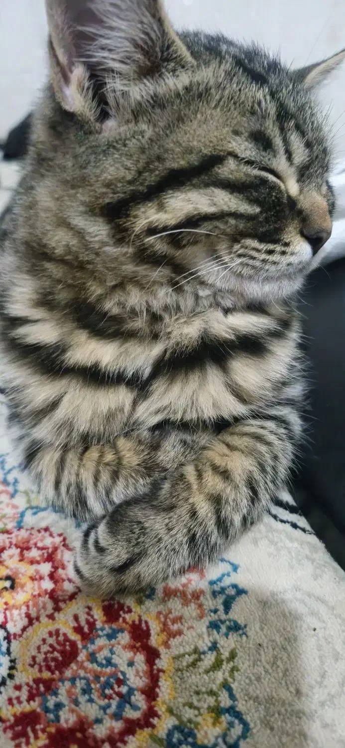 گربه گوگولی|گربه|نیشابور, مدرس|دیوار