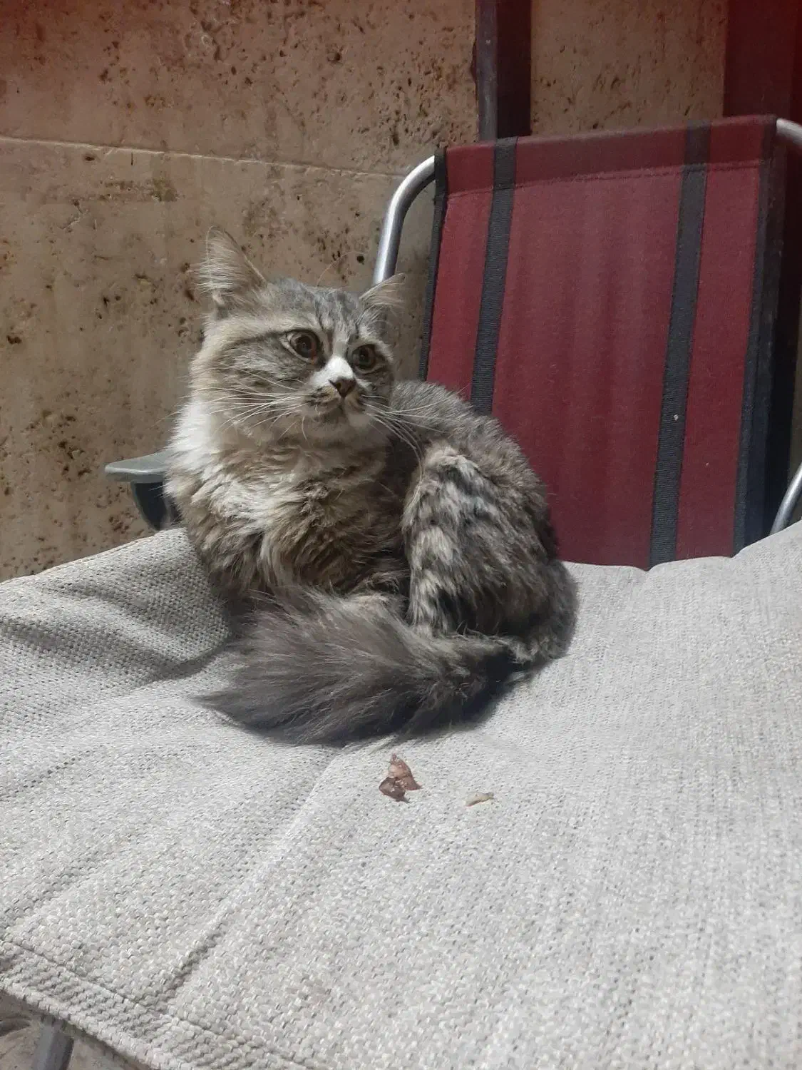 واگذاری گربه|گربه|اصفهان, شهرک میلاد|دیوار