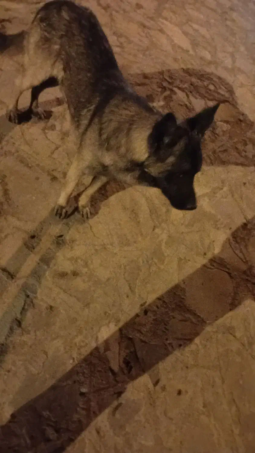 سگ گرگی|سگ|قهستان, |دیوار