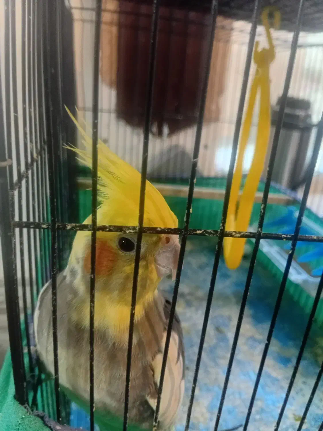 عروس هلندی ماده|پرنده|قرق, |دیوار