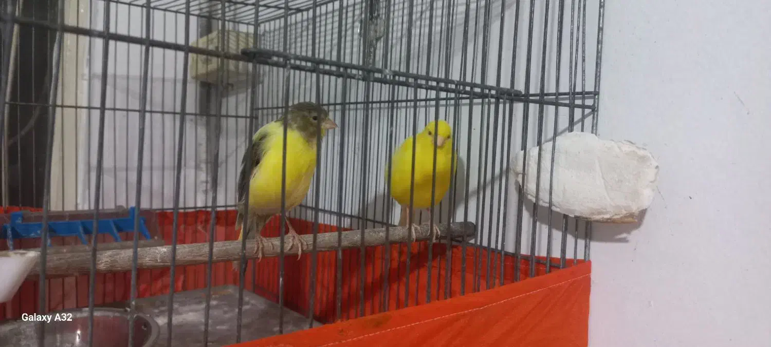 قنارری|پرنده|نسیم‌شهر, |دیوار