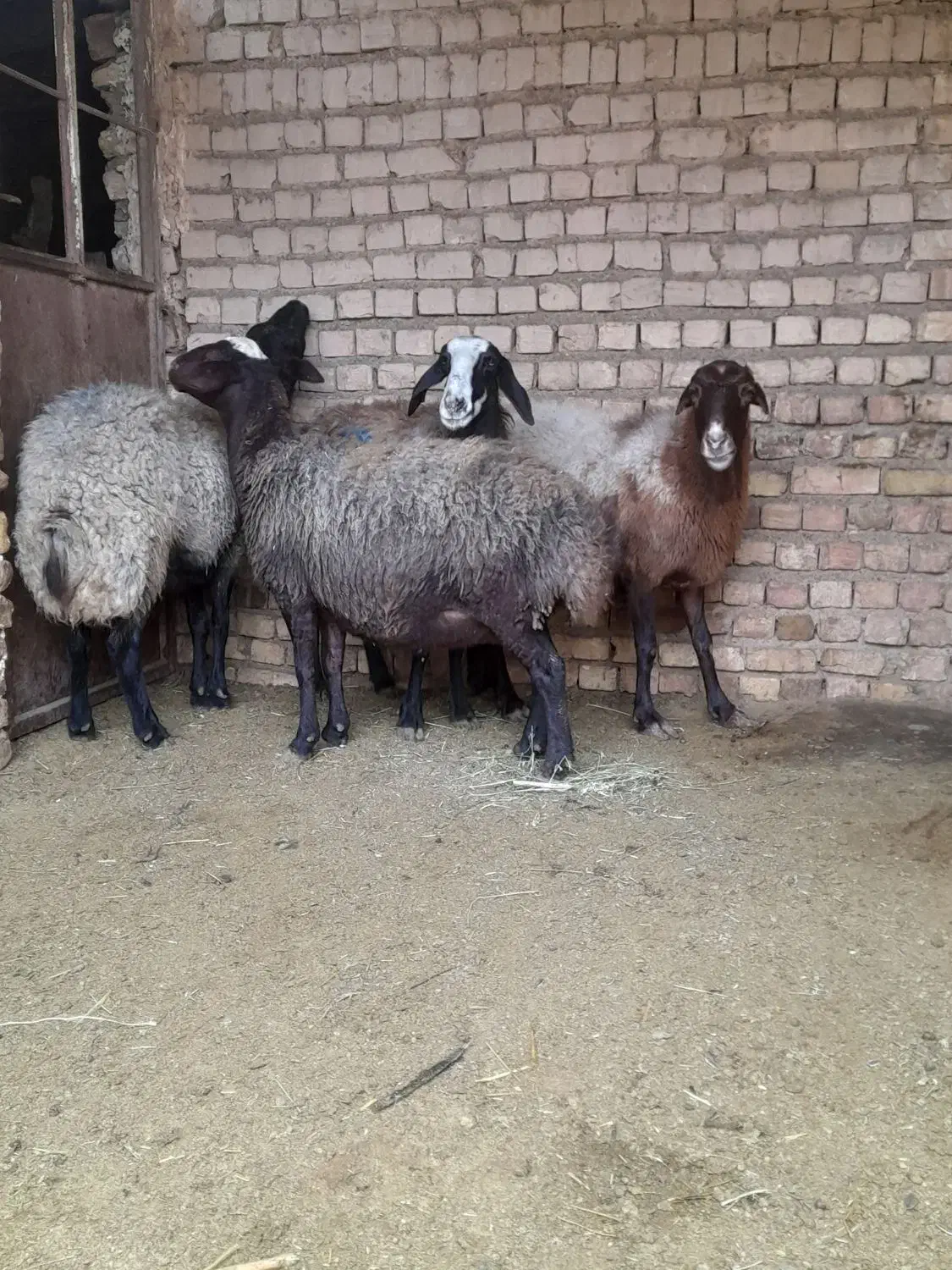 ۴راس میشه شیشک آبستن سنگین سالم و سرحال|حیوانات مزرعه|اسفرورین, |دیوار