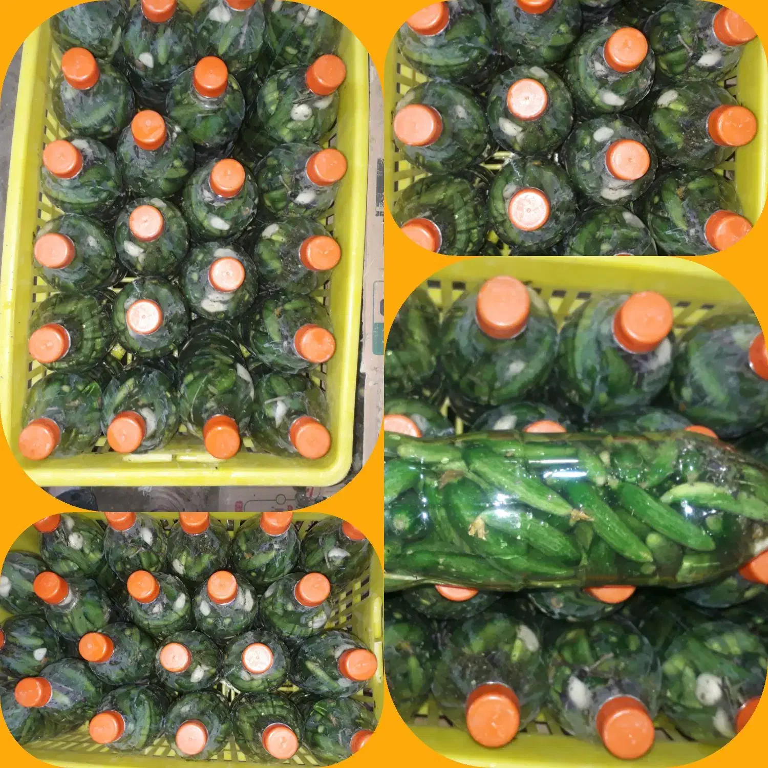 طلای سبز،قیمت باور نکردنی(خیارشور بطری)|خوردنی و آشامیدنی|بهار, |دیوار