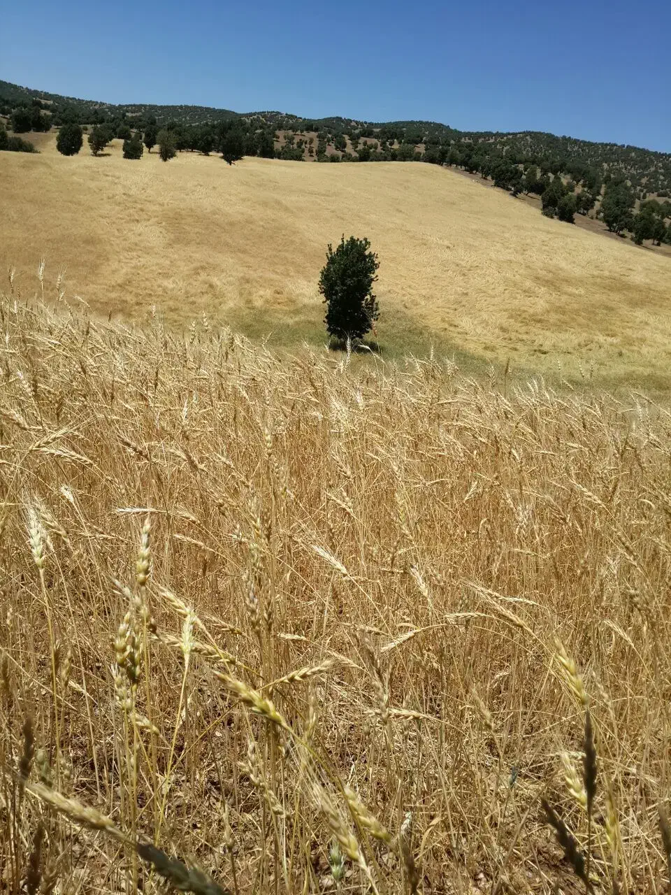 زمین کشاورزی دیم|فروش دفتر صنعتی، کشاورزی، تجاری|آرمرده, |دیوار