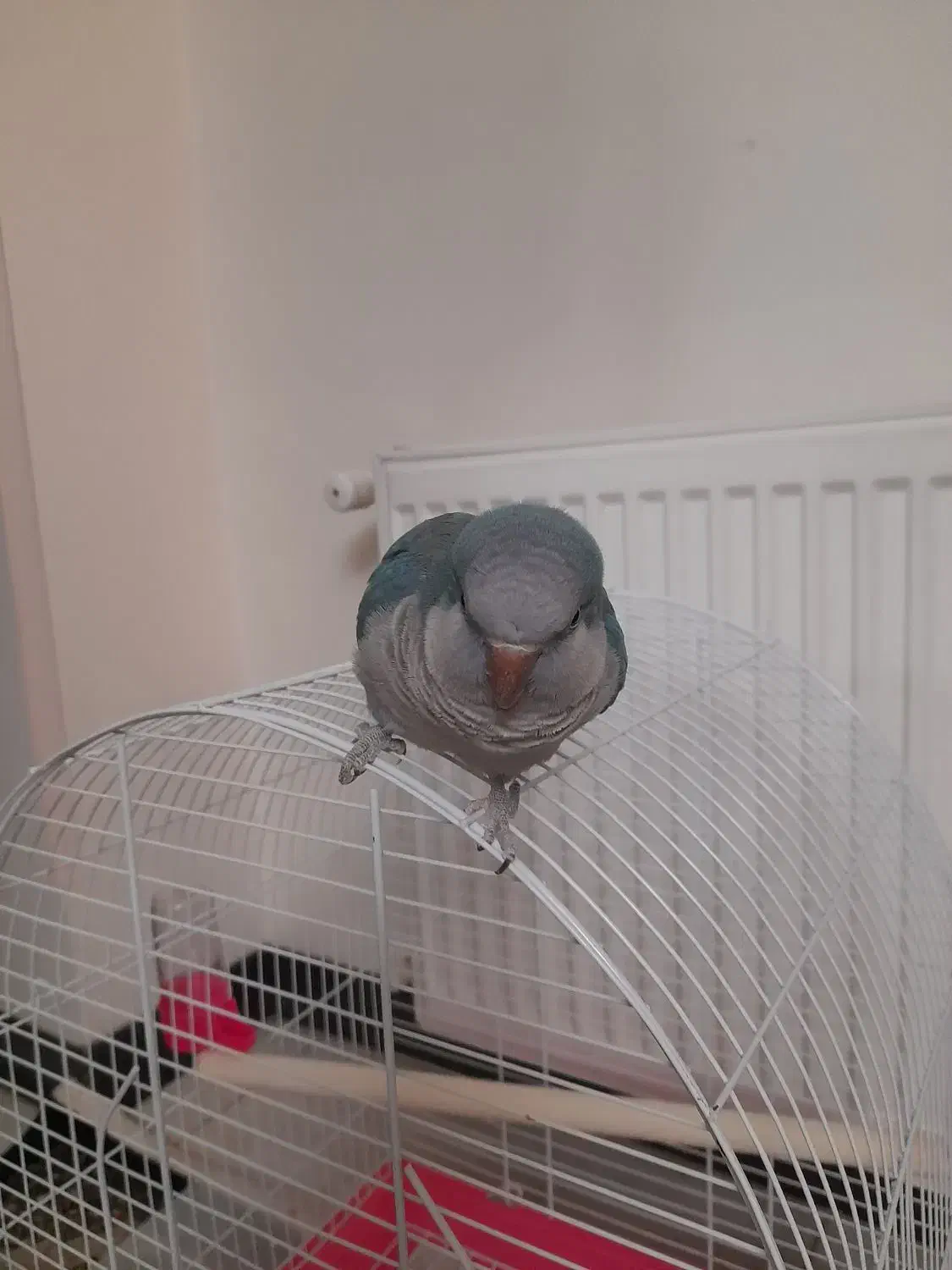 طوطی راهب شیطوون|پرنده|اندیشه, شهرک المهدی|دیوار