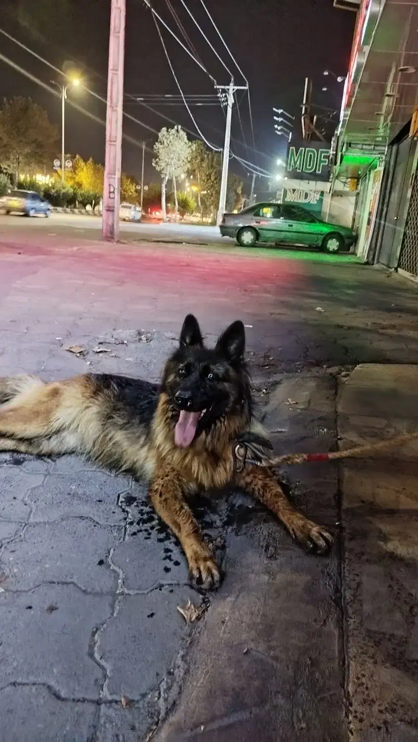 ژرمن اصل|سگ|رشت, حومه رشت|دیوار