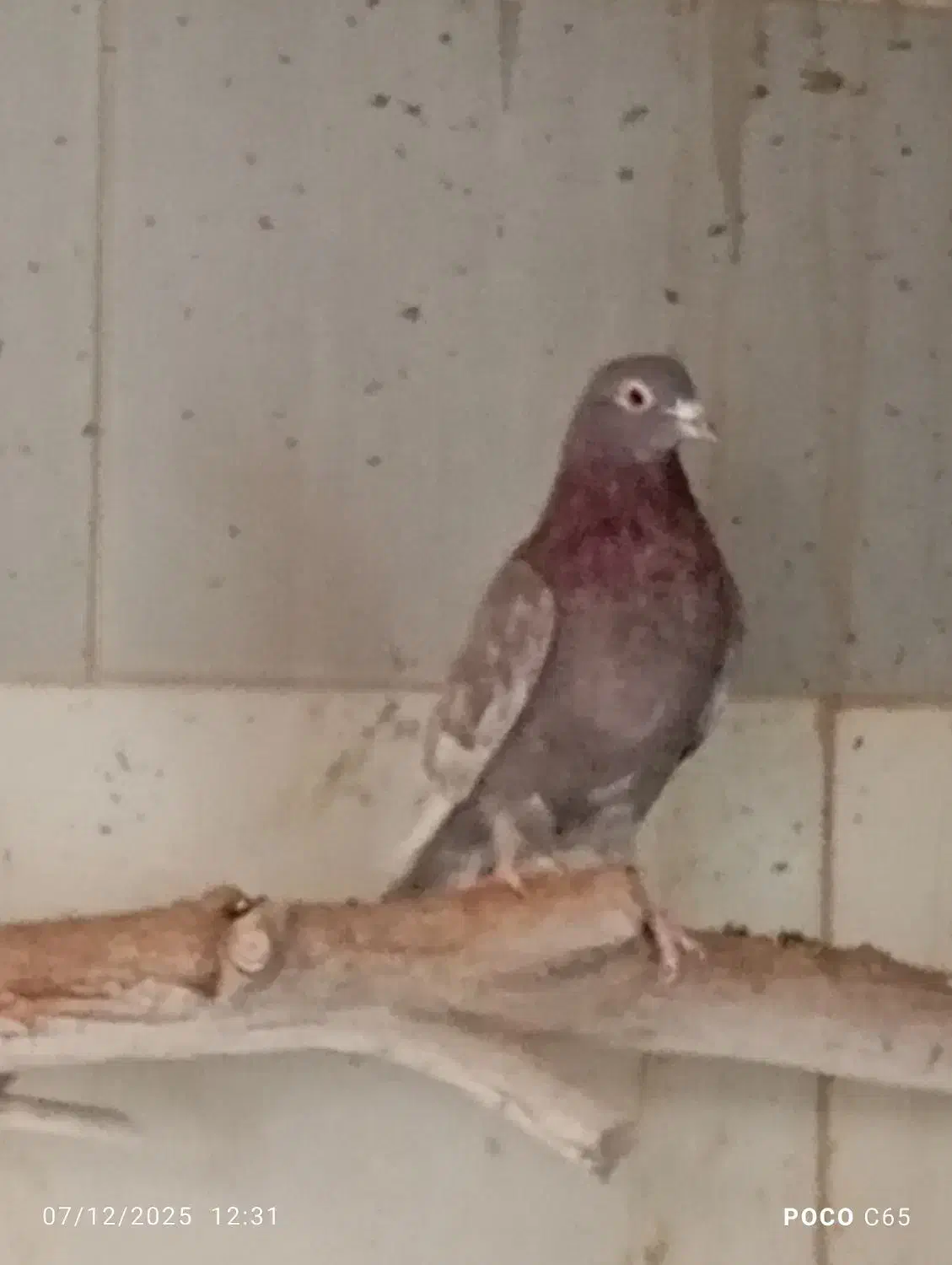 کفتر|پرنده|اردکان, |دیوار