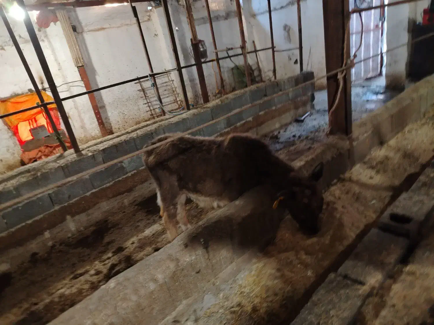 فروش گاو با گوساله. و گاو ابستن|حیوانات مزرعه|نوشهر, |دیوار