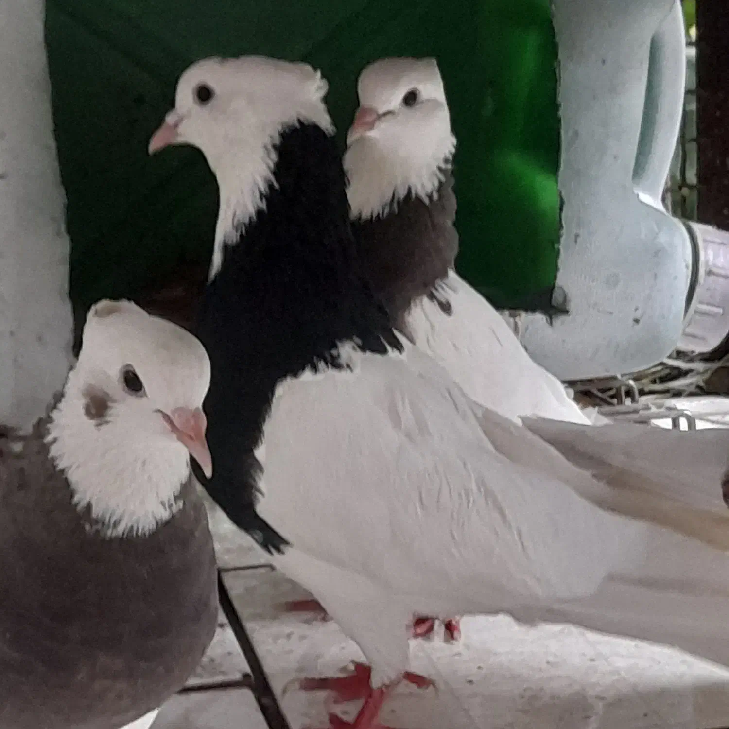 طوقی درجه ۱ سینه آبی طوقی تریاکی شازده ساعت بالا|پرنده|شهمیرزاد, |دیوار