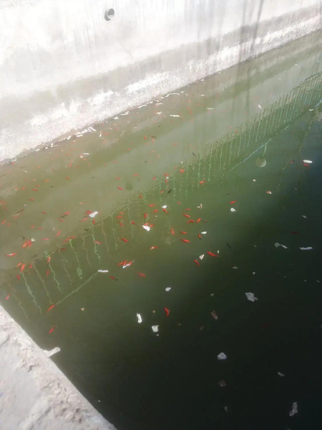 ماهی عید|ماهی|نیشابور, فضل|دیوار