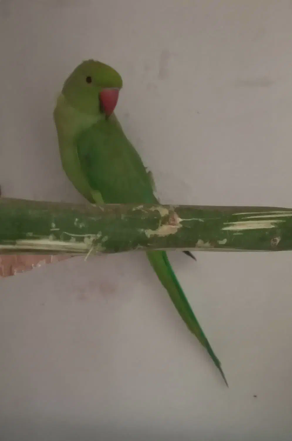 طوطی ملنگو ماده|پرنده|میناب, |دیوار