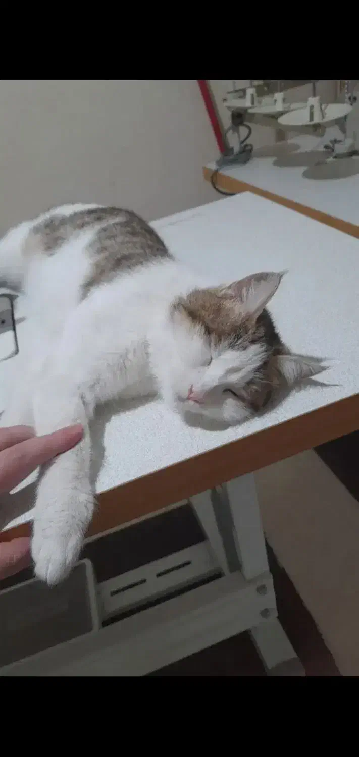 گربه ناز خونگی|گربه|سیرجان, |دیوار