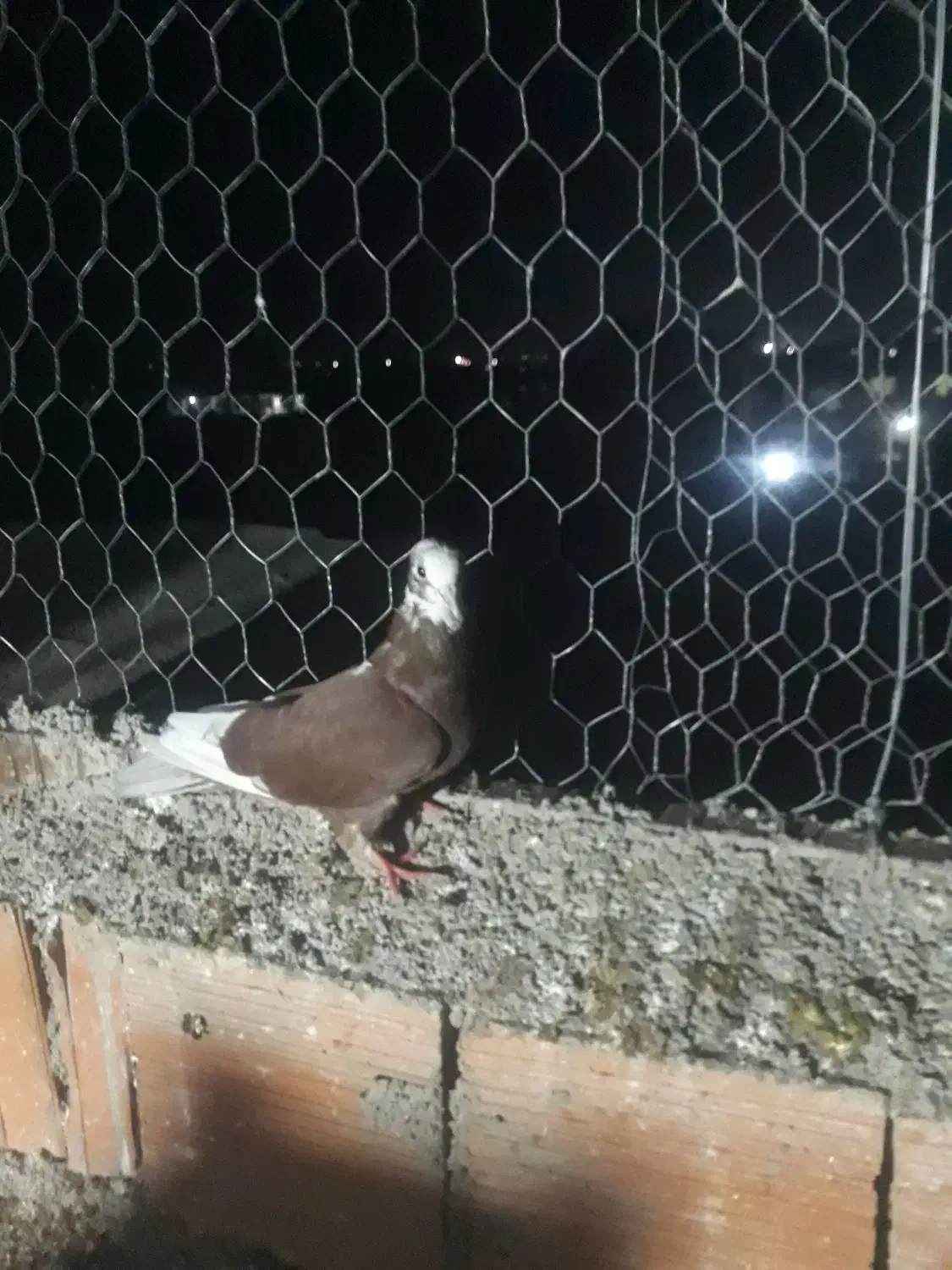 کبوتر غریب گیری|پرنده|مزرعه کتول, |دیوار