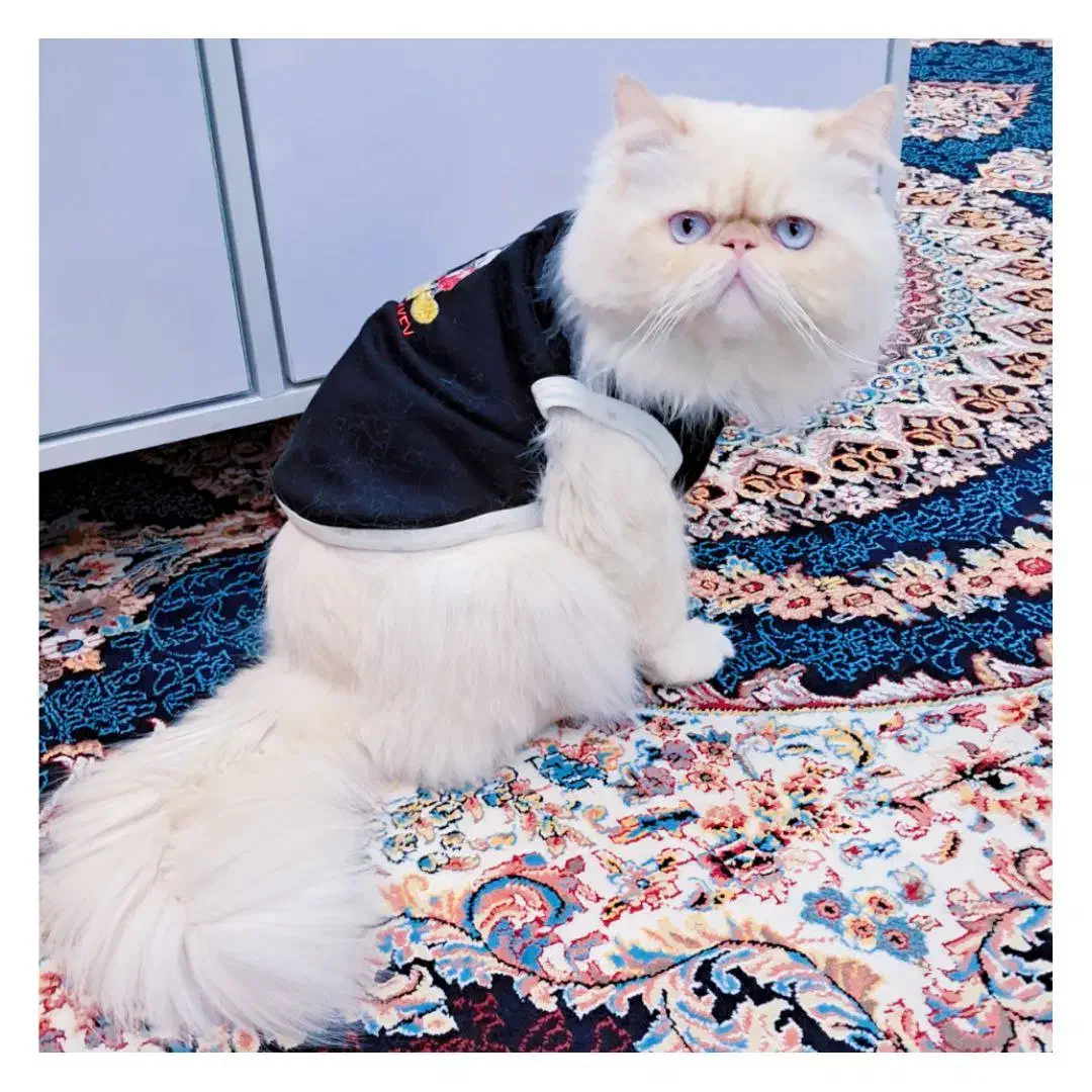 پرشین|گربه|بندر انزلی, پردیس|دیوار