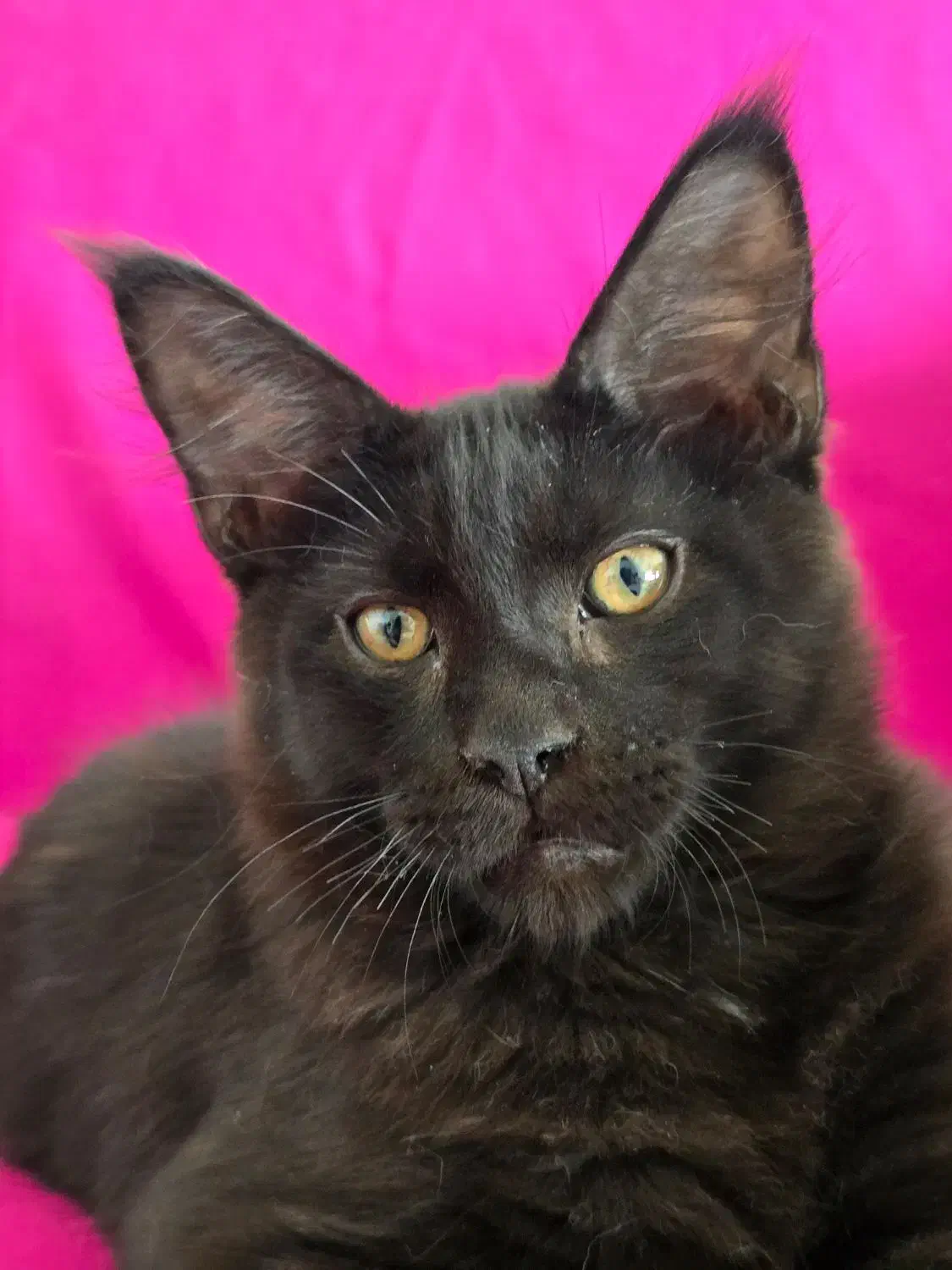 گربه خاص مین کون|گربه|تهران, چیذر|دیوار