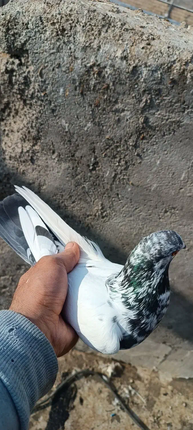 کبوتر کله دار تهرانی پرشی|پرنده|پاکدشت, پاکدشت (مامازند)|دیوار