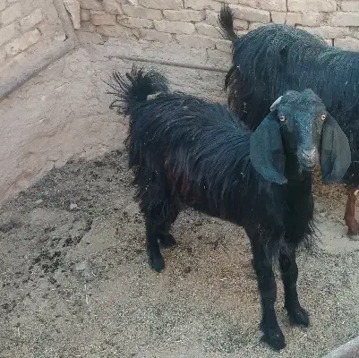 بز، کولار، کهره، چاق|حیوانات مزرعه|ارسنجان, |دیوار