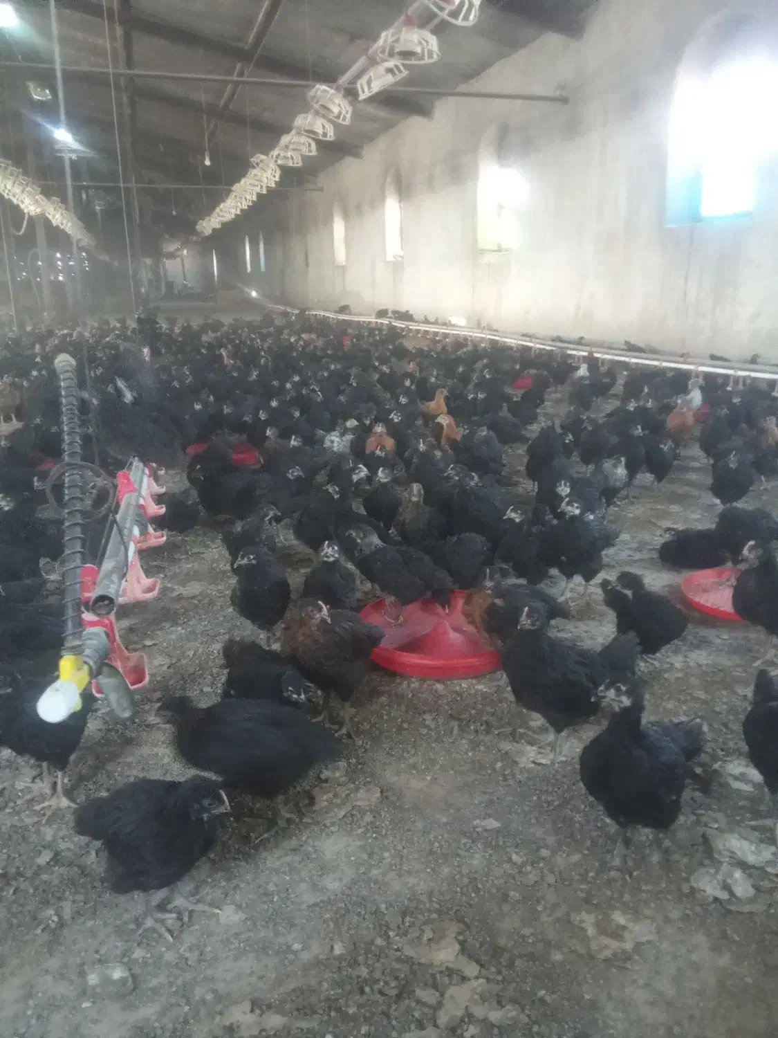 جوجه فروشی|حیوانات مزرعه|تربتحیدریه, پائین ولایت|دیوار