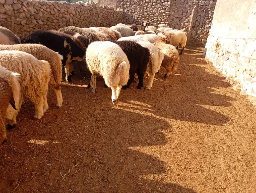 بره چاق|حیوانات مزرعه|کوه چنار, |دیوار