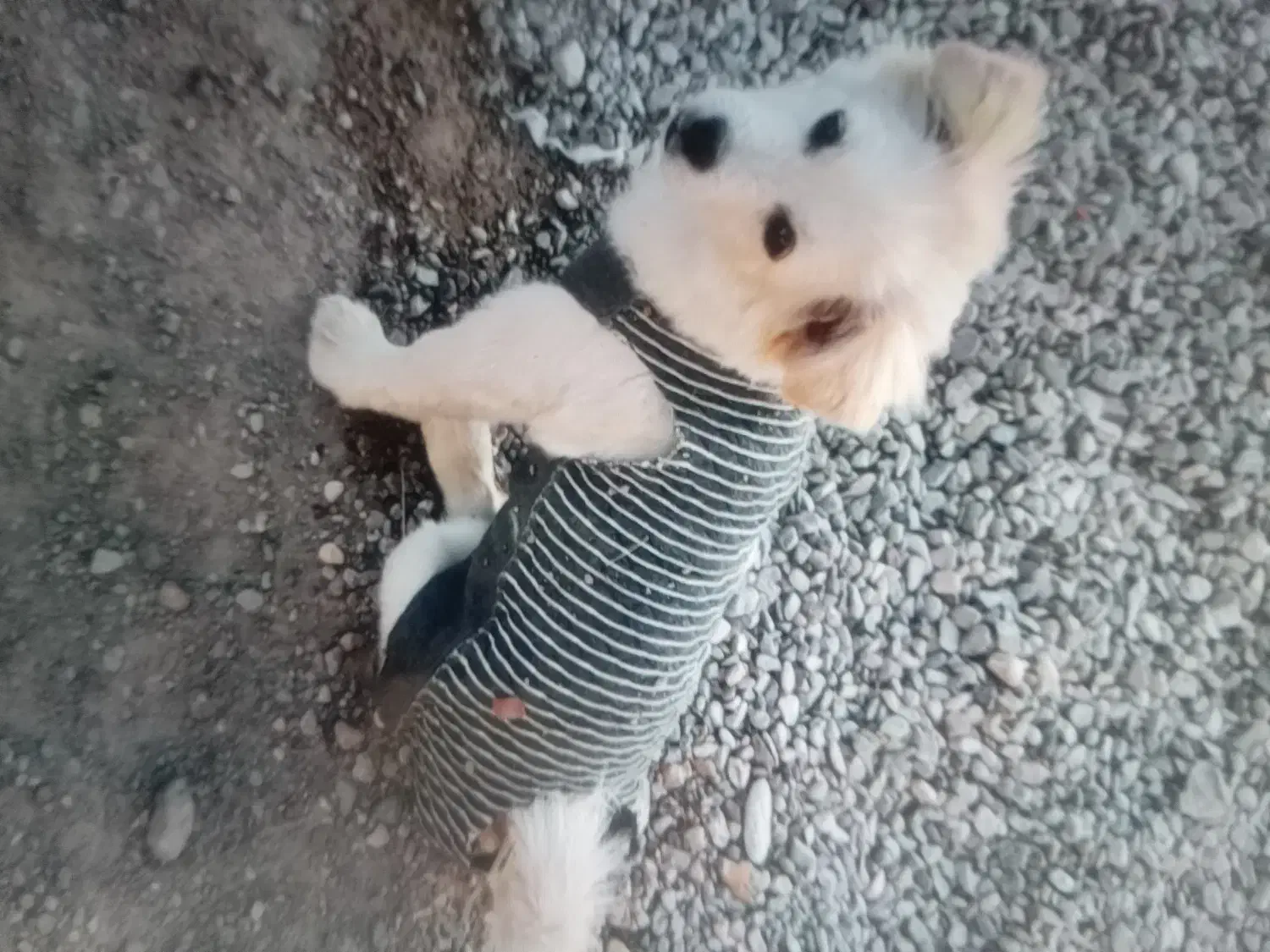 پامر روبآیی|سگ|راور, |دیوار