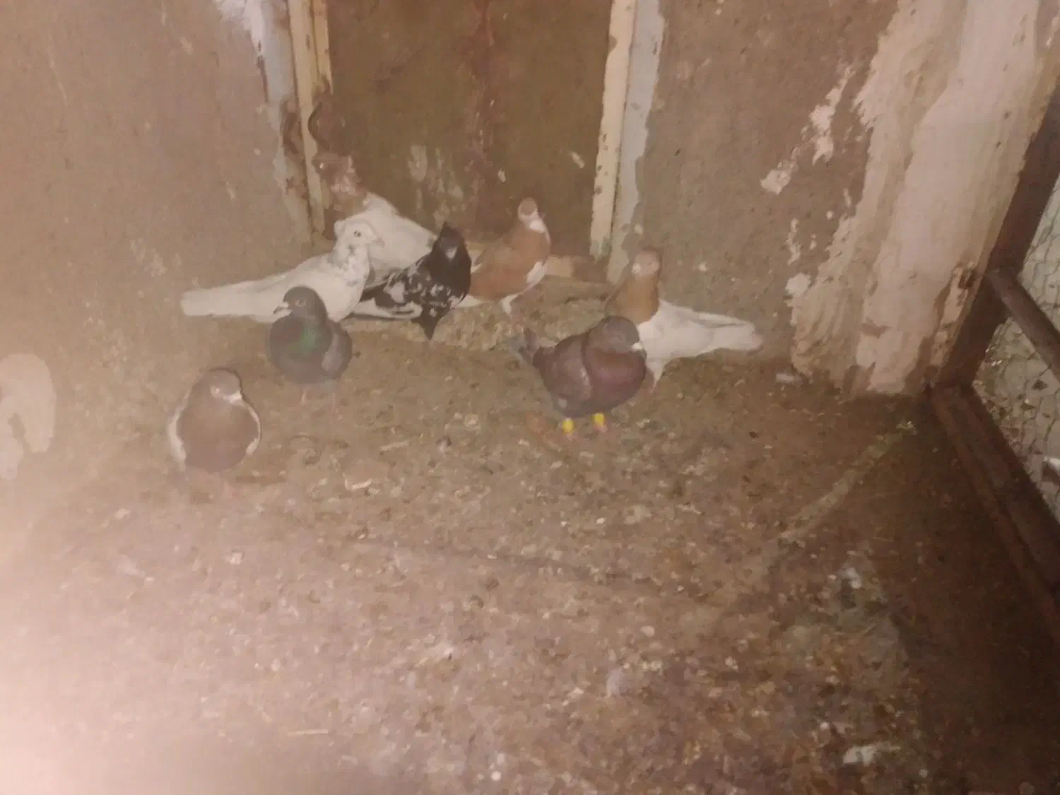 ۸تا‌کفترفروشی|پرنده|عسگران, |دیوار