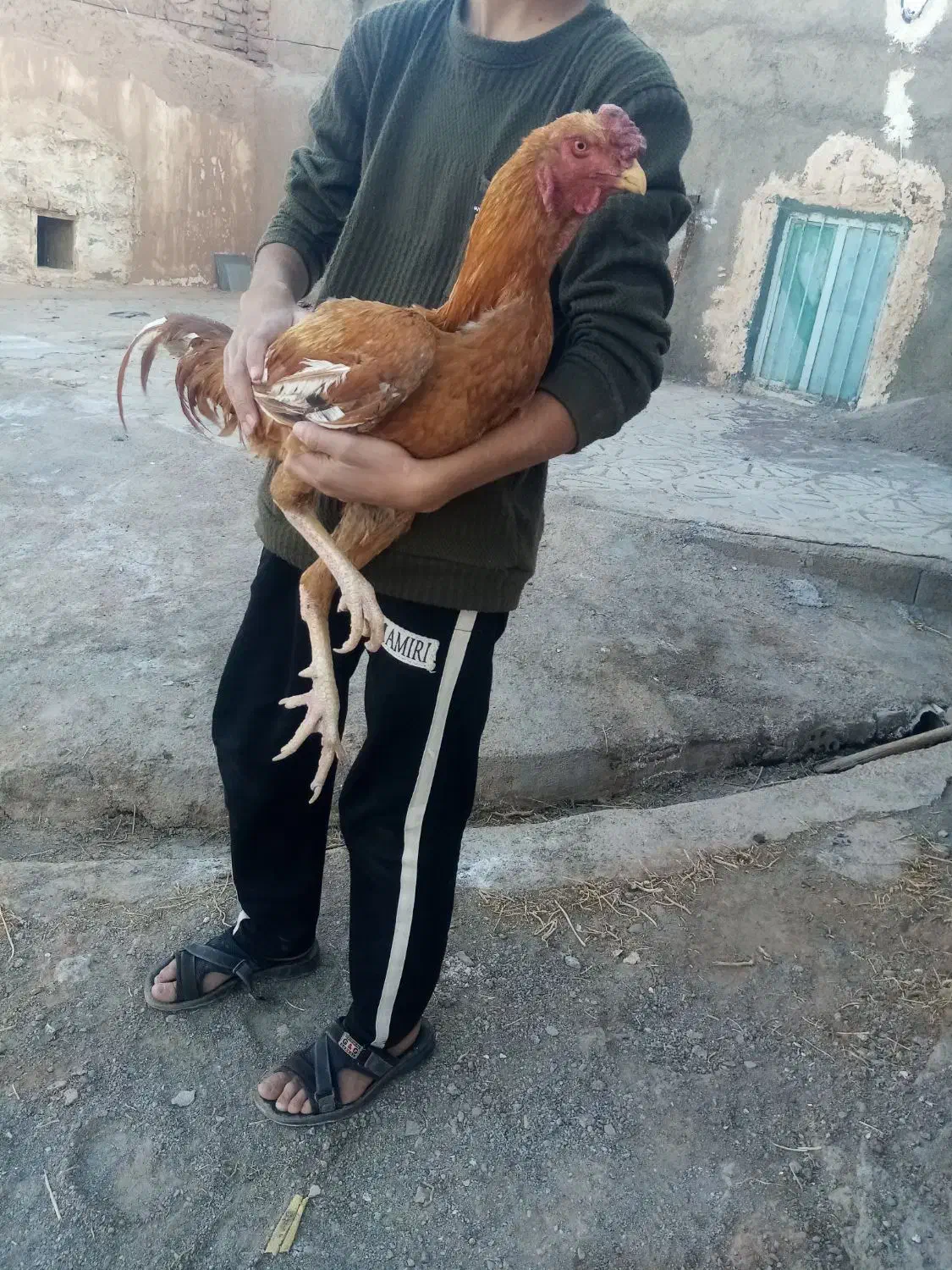 لاری ابرش|حیوانات مزرعه|طرقبه, |دیوار